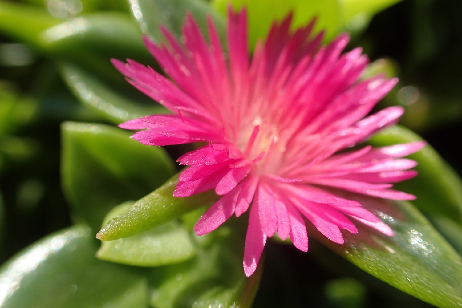 placeholder image-sq