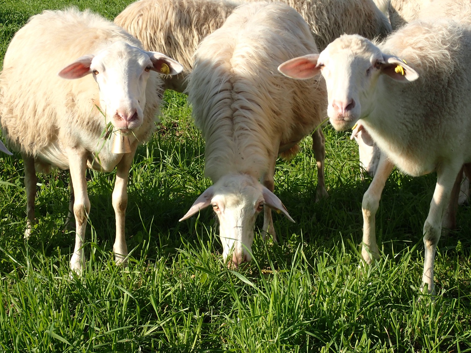 placeholder image-sq