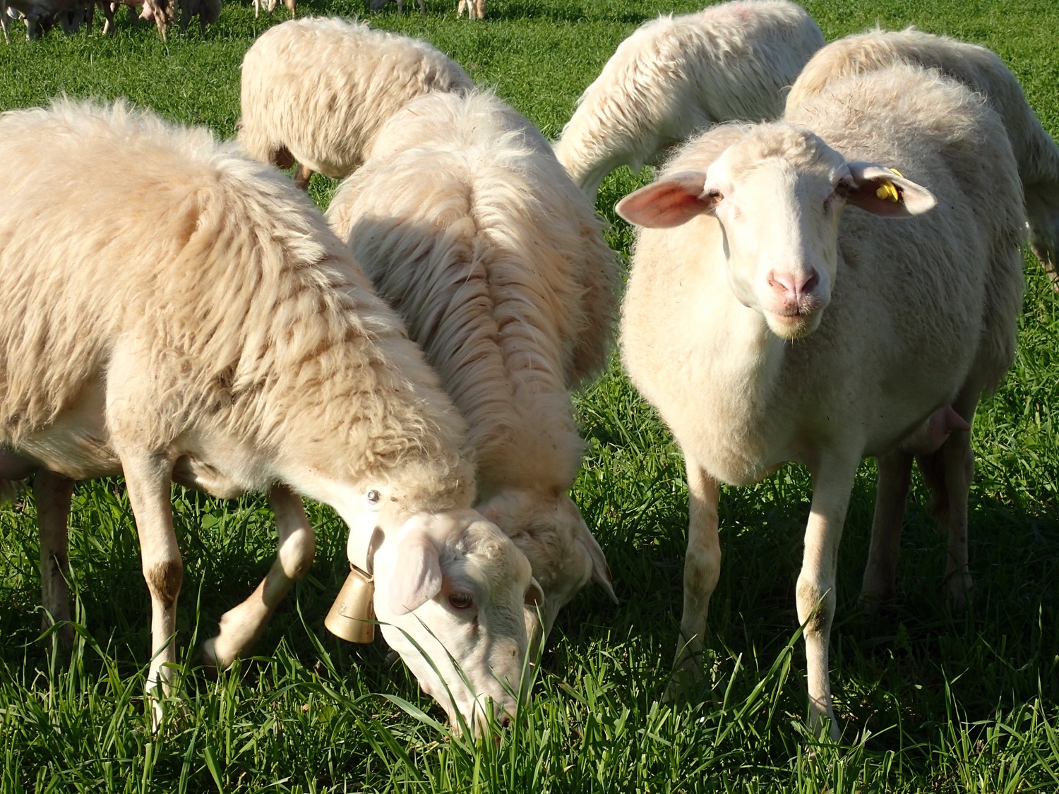 placeholder image-sq