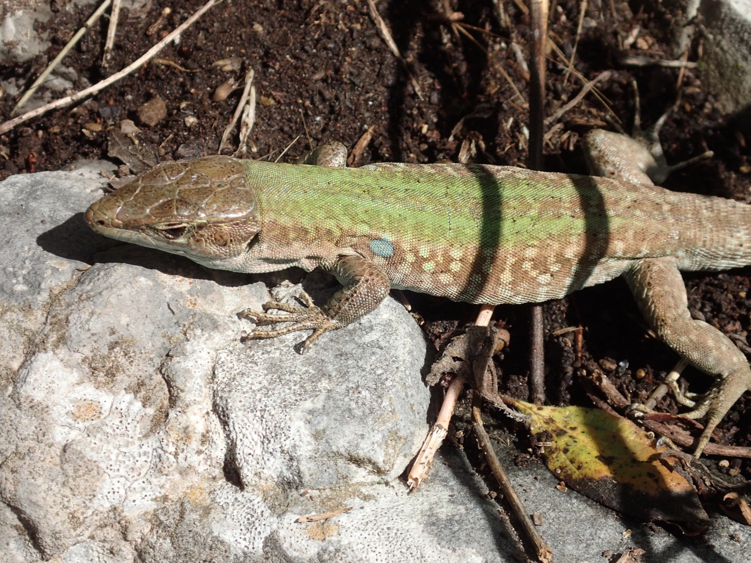 placeholder image-sq