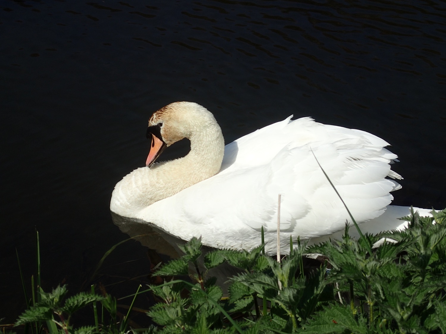 placeholder image-sq