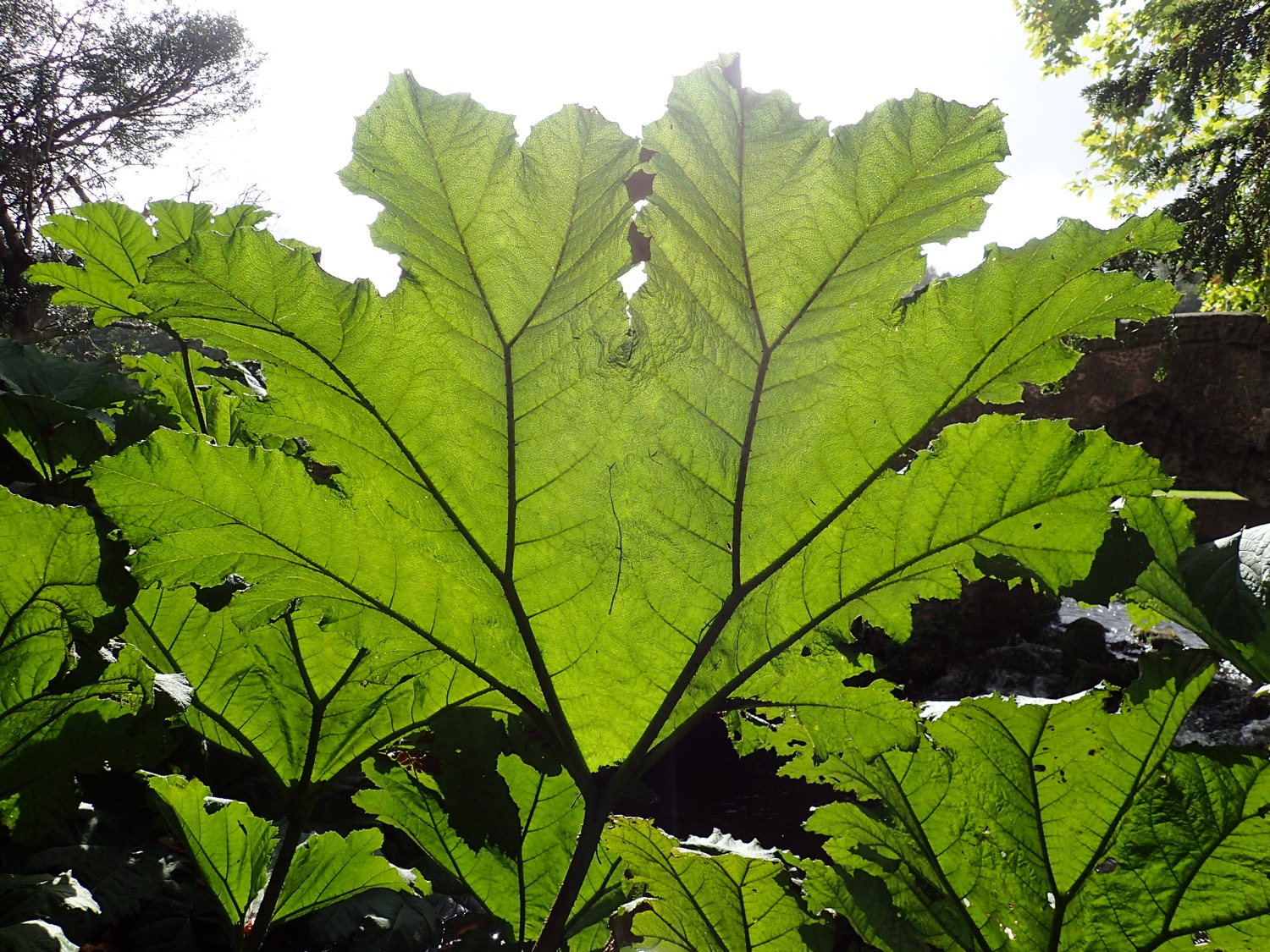 placeholder image-sq