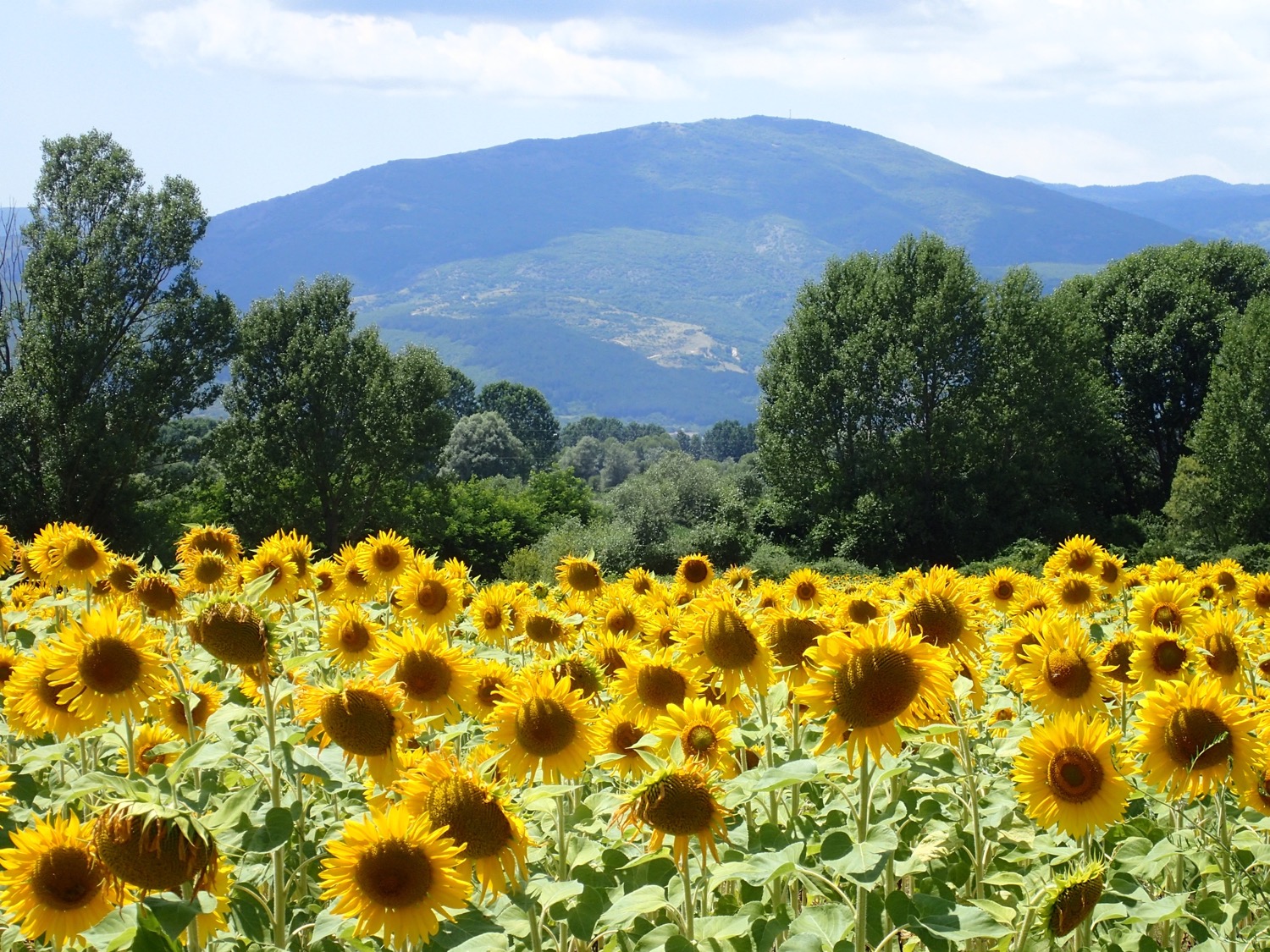 placeholder image-sq