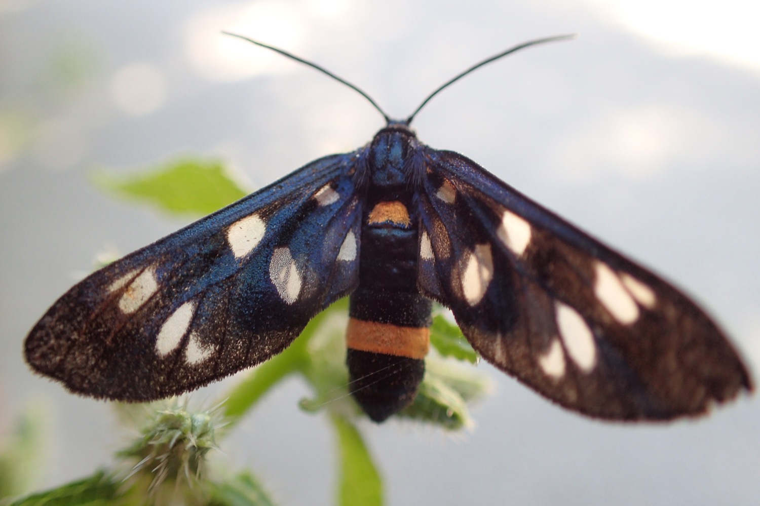 placeholder image-sq