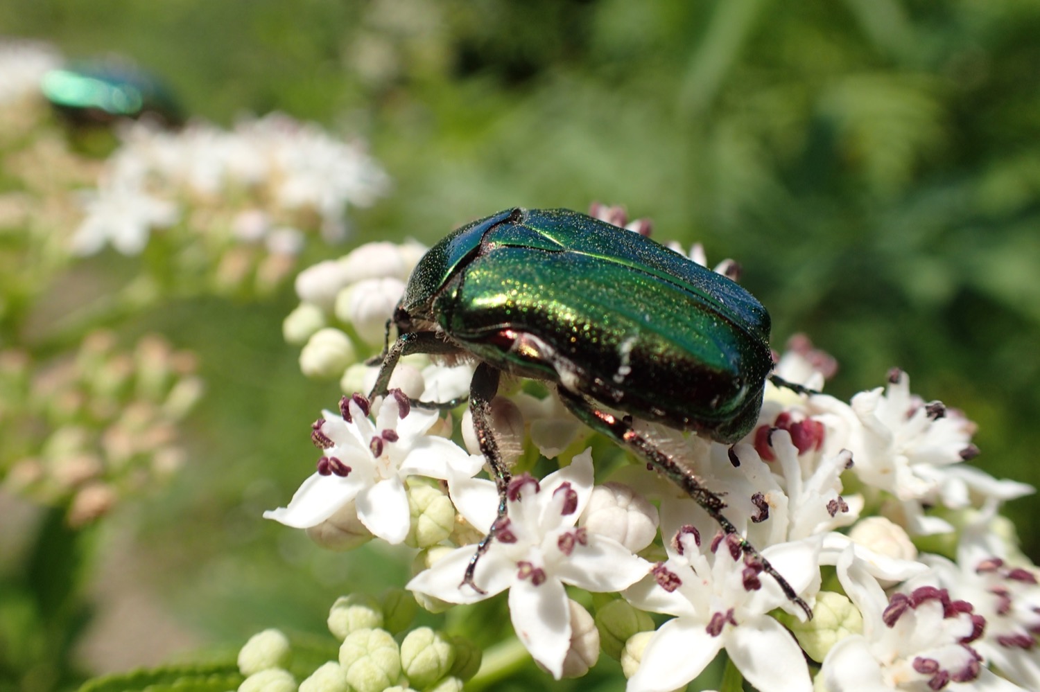 placeholder image-sq