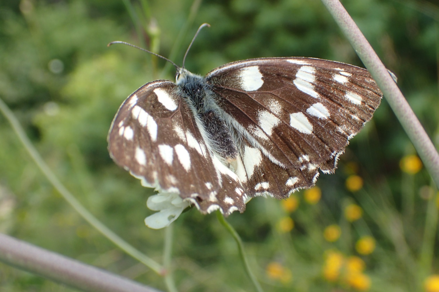 placeholder image-sq