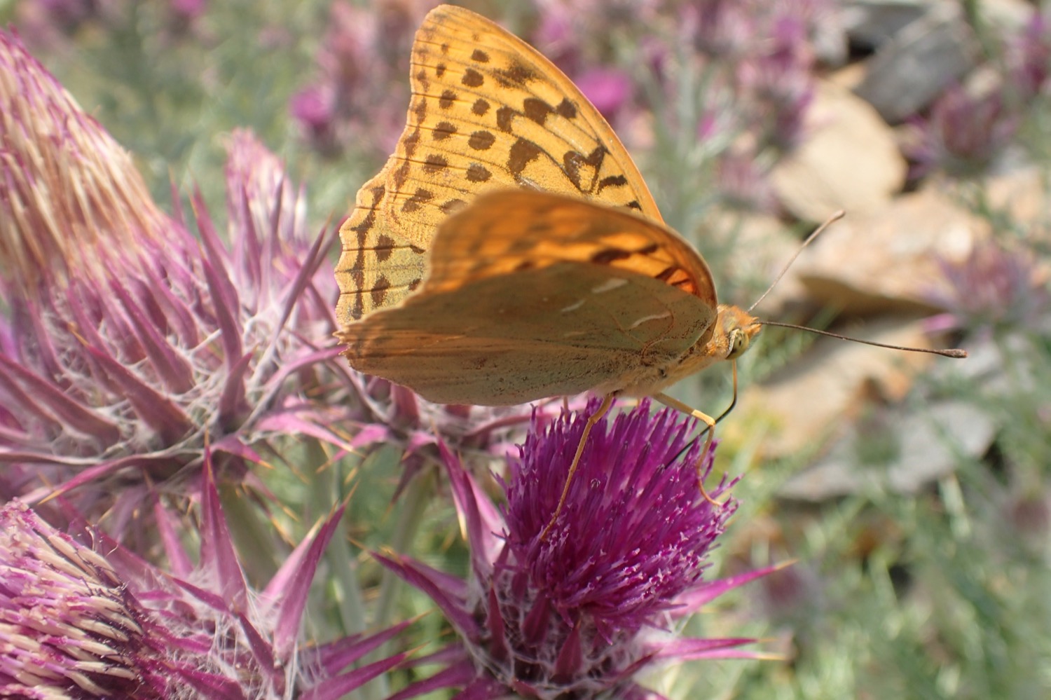 placeholder image-sq