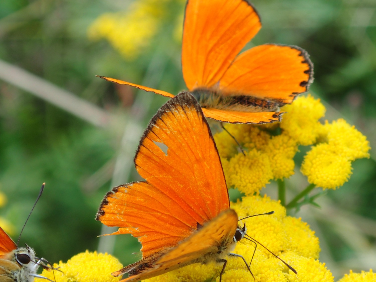 placeholder image-sq