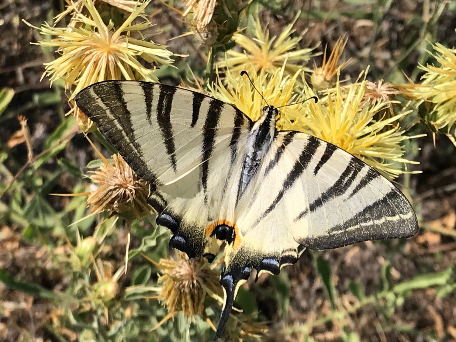 placeholder image-sq