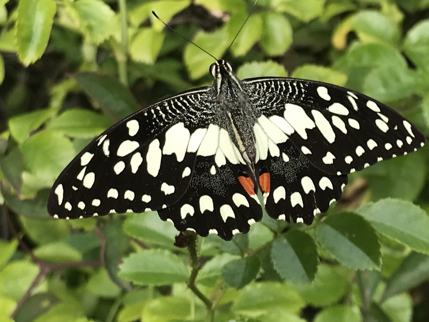 placeholder image-sq