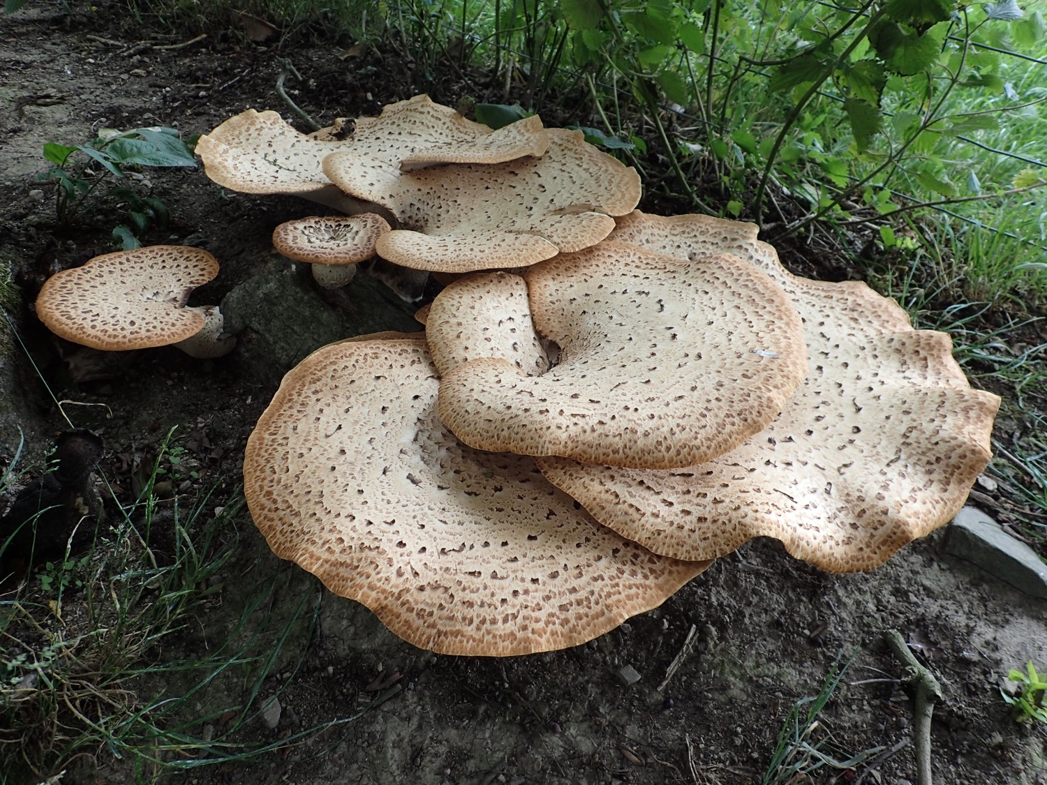 placeholder image-sq