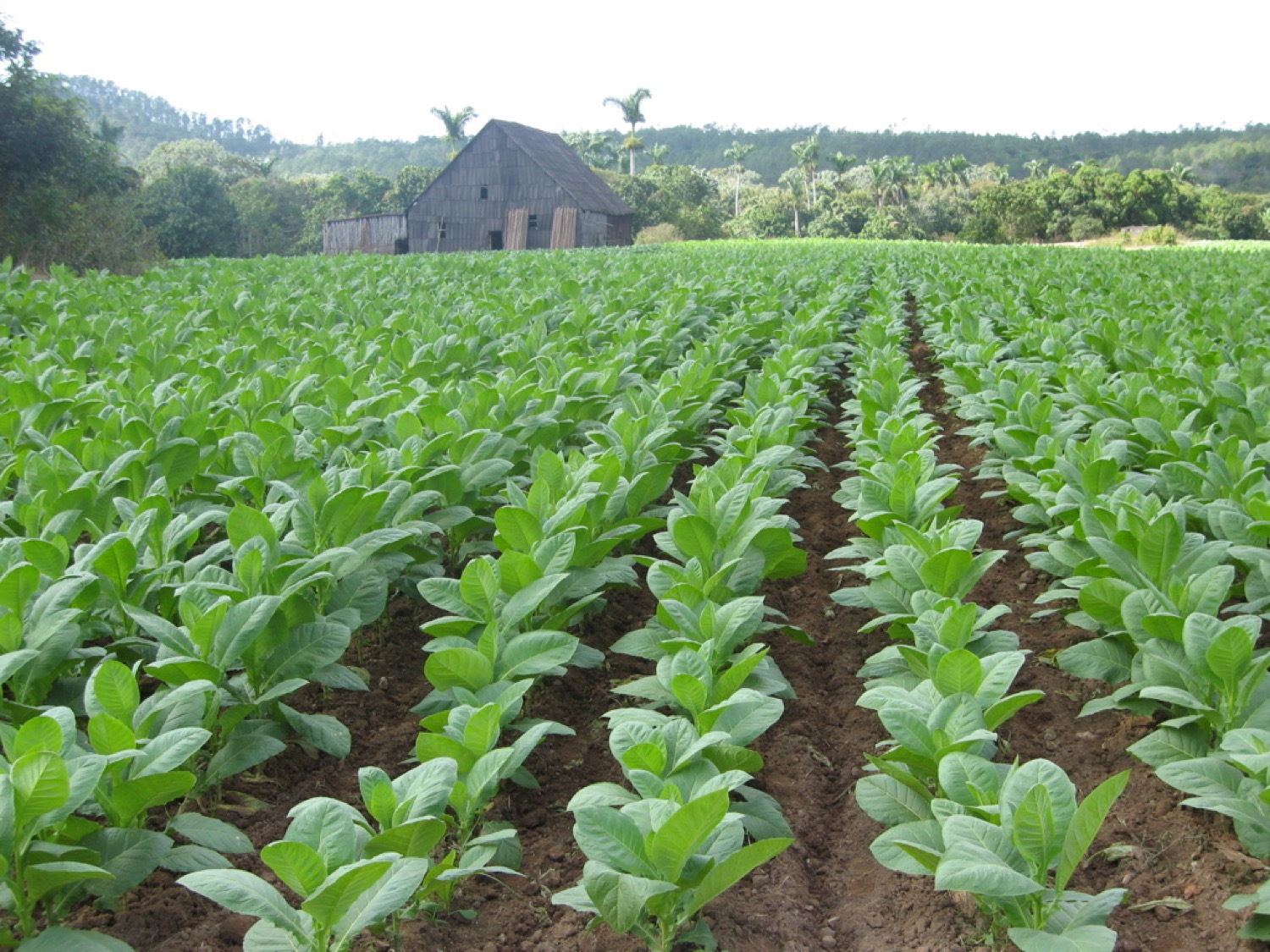 placeholder image-sq