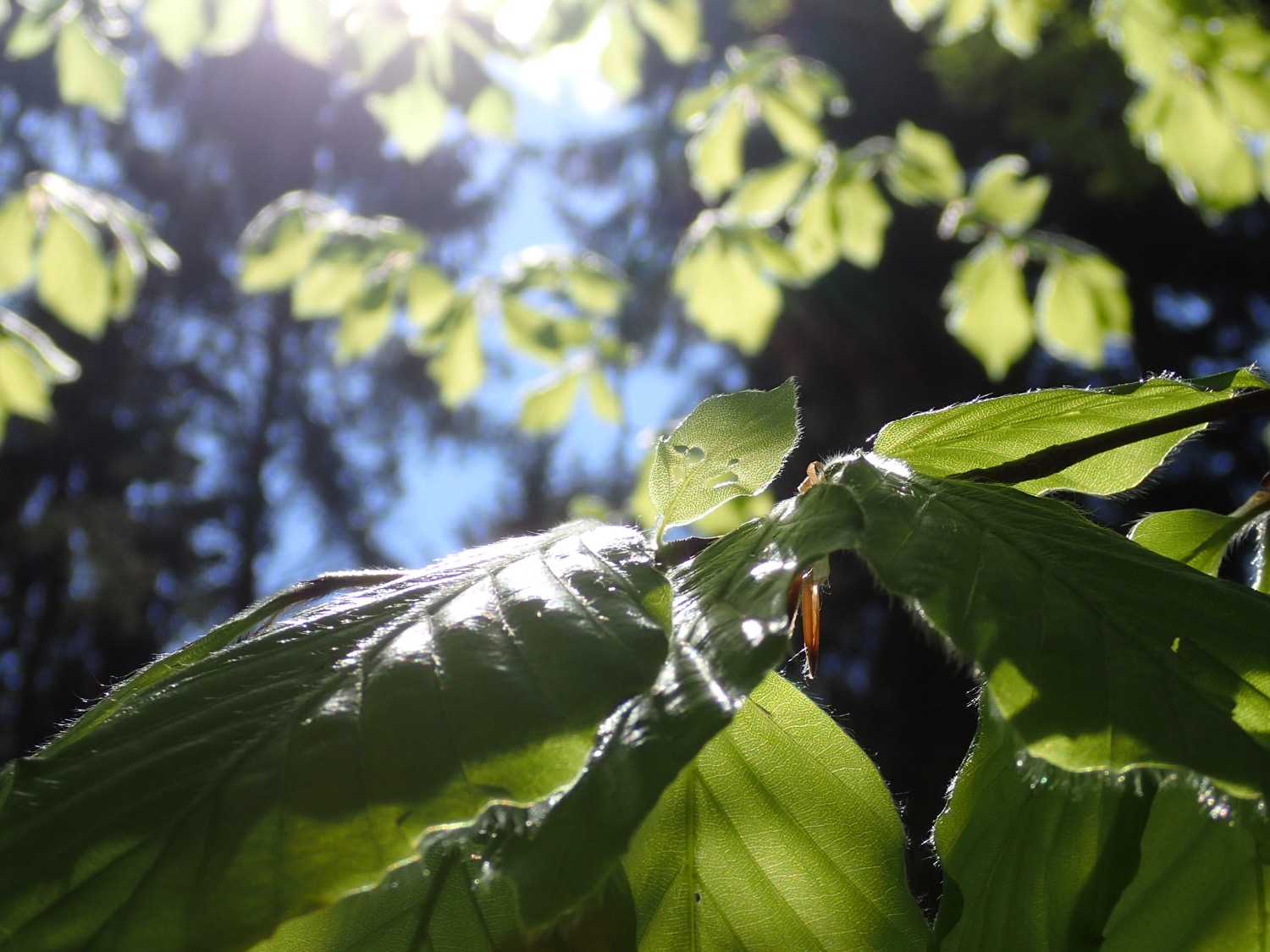 placeholder image-sq