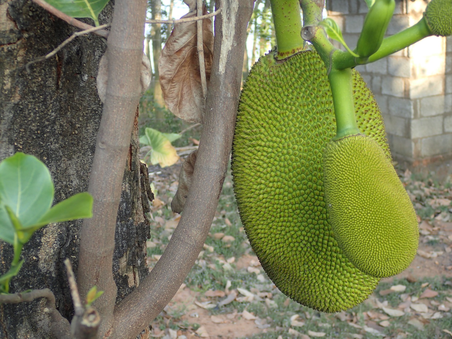 placeholder image-sq