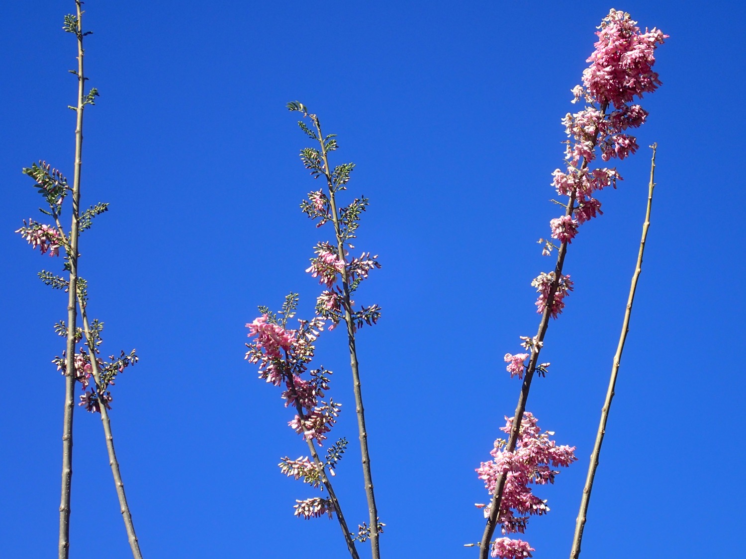 placeholder image-sq