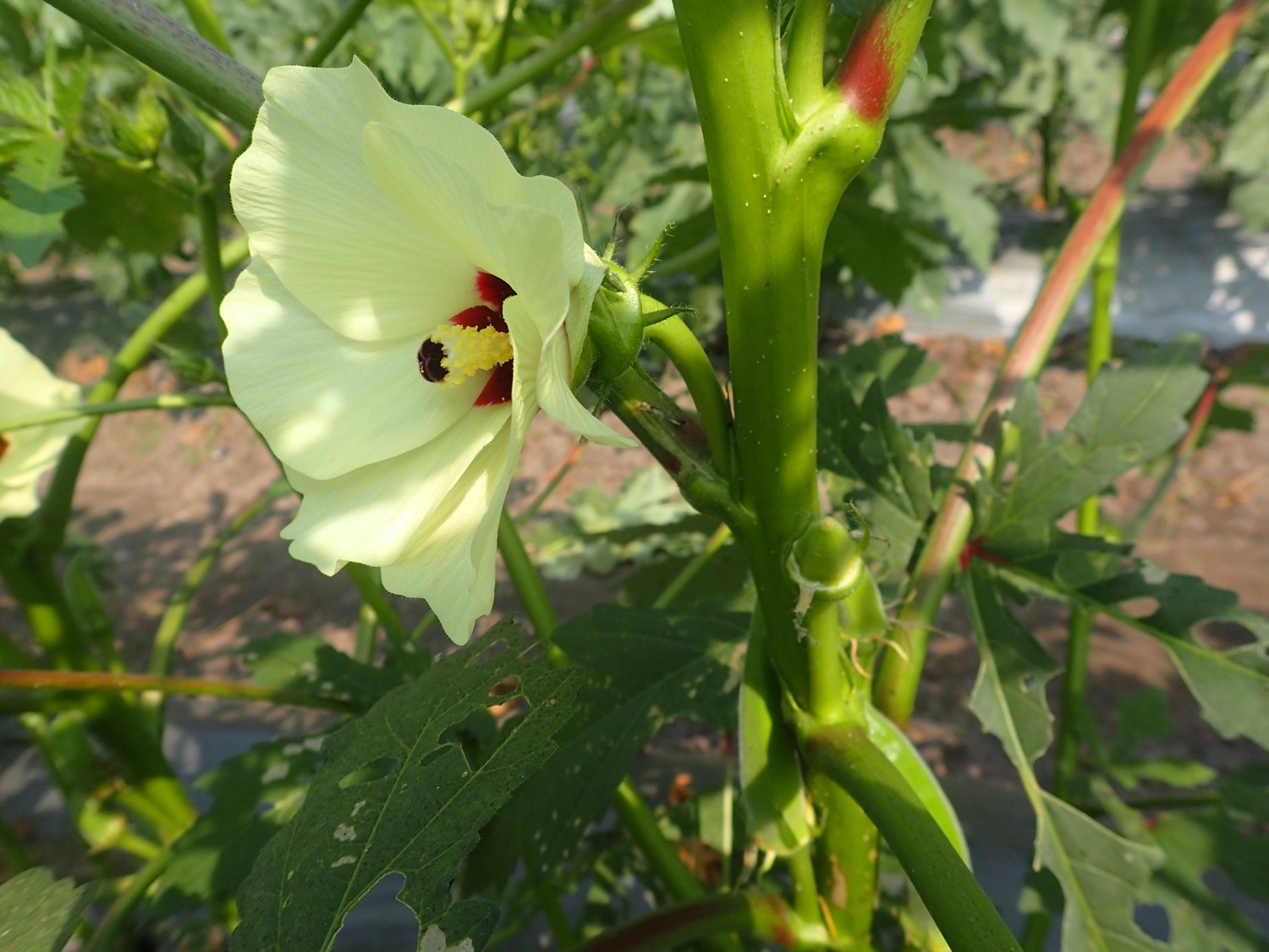 placeholder image-sq