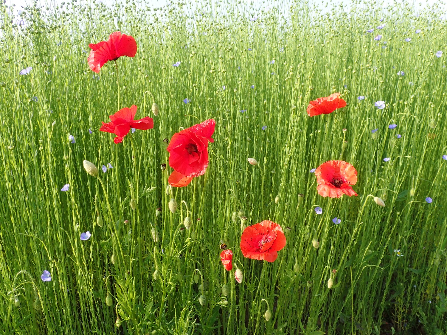 placeholder image-sq