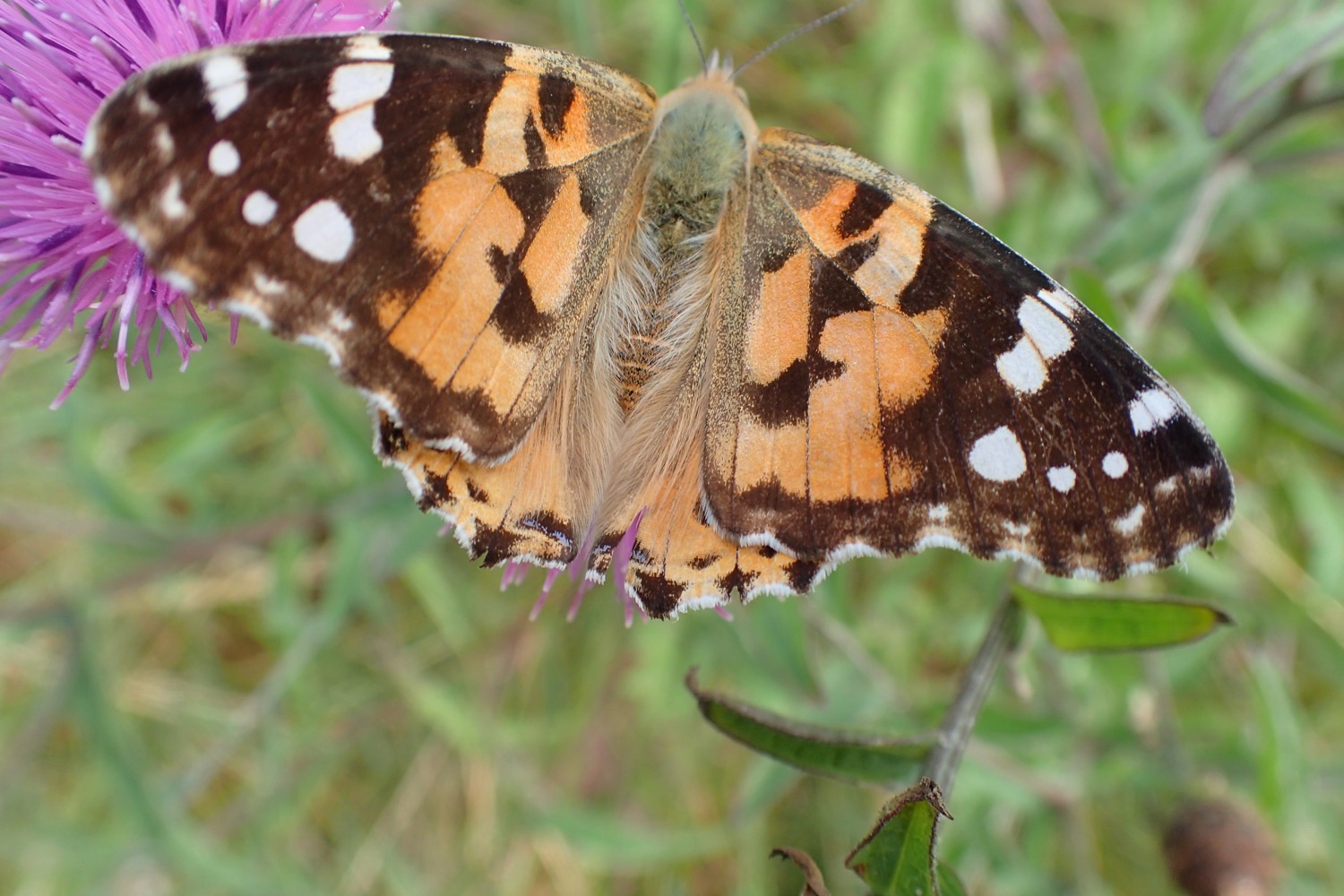 placeholder image-sq