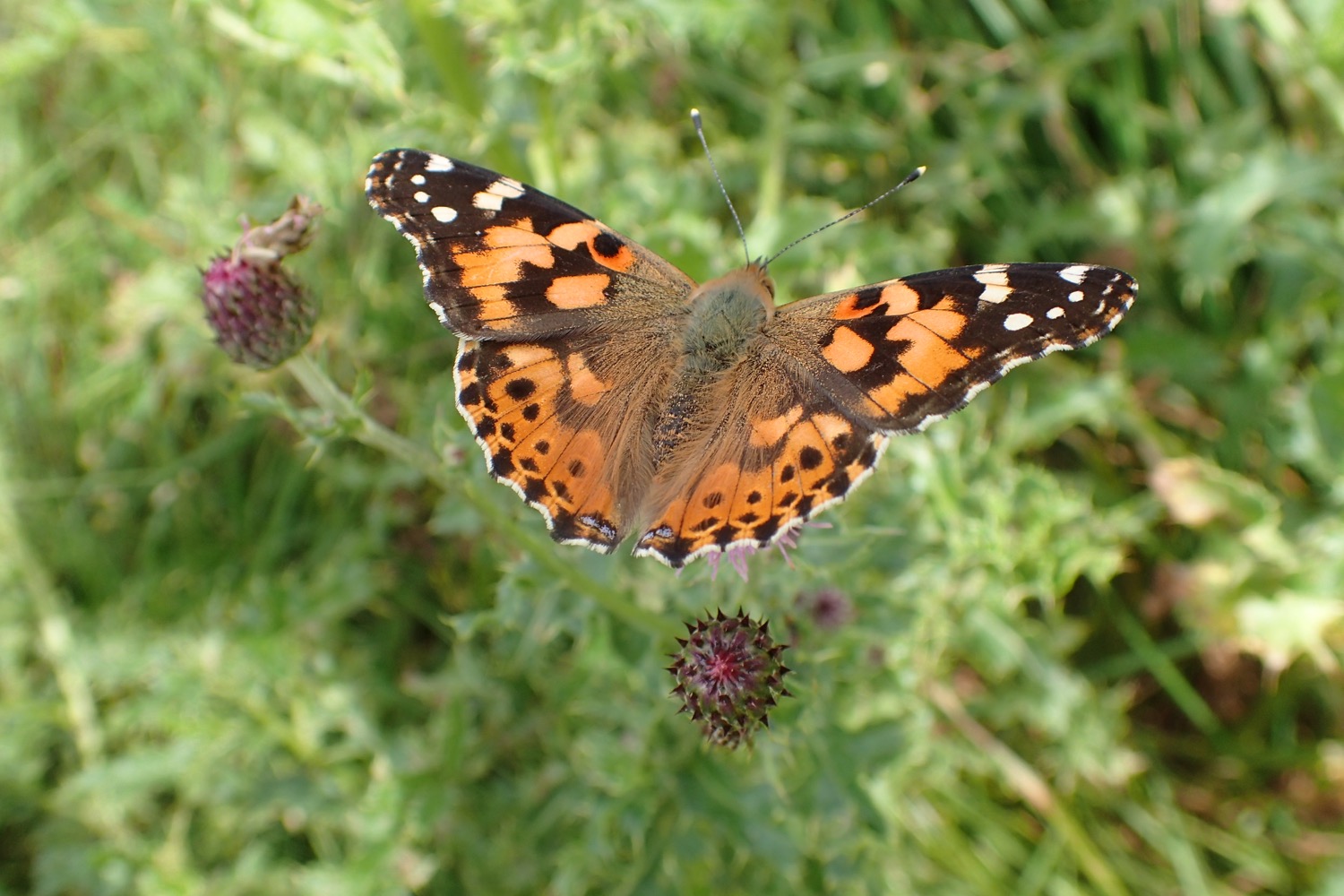 placeholder image-sq