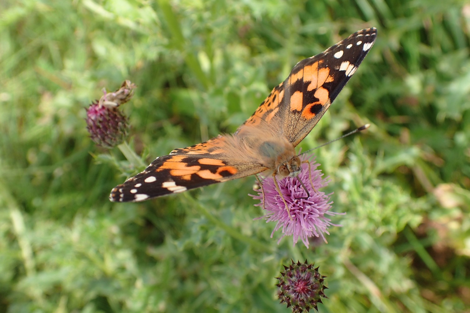 placeholder image-sq