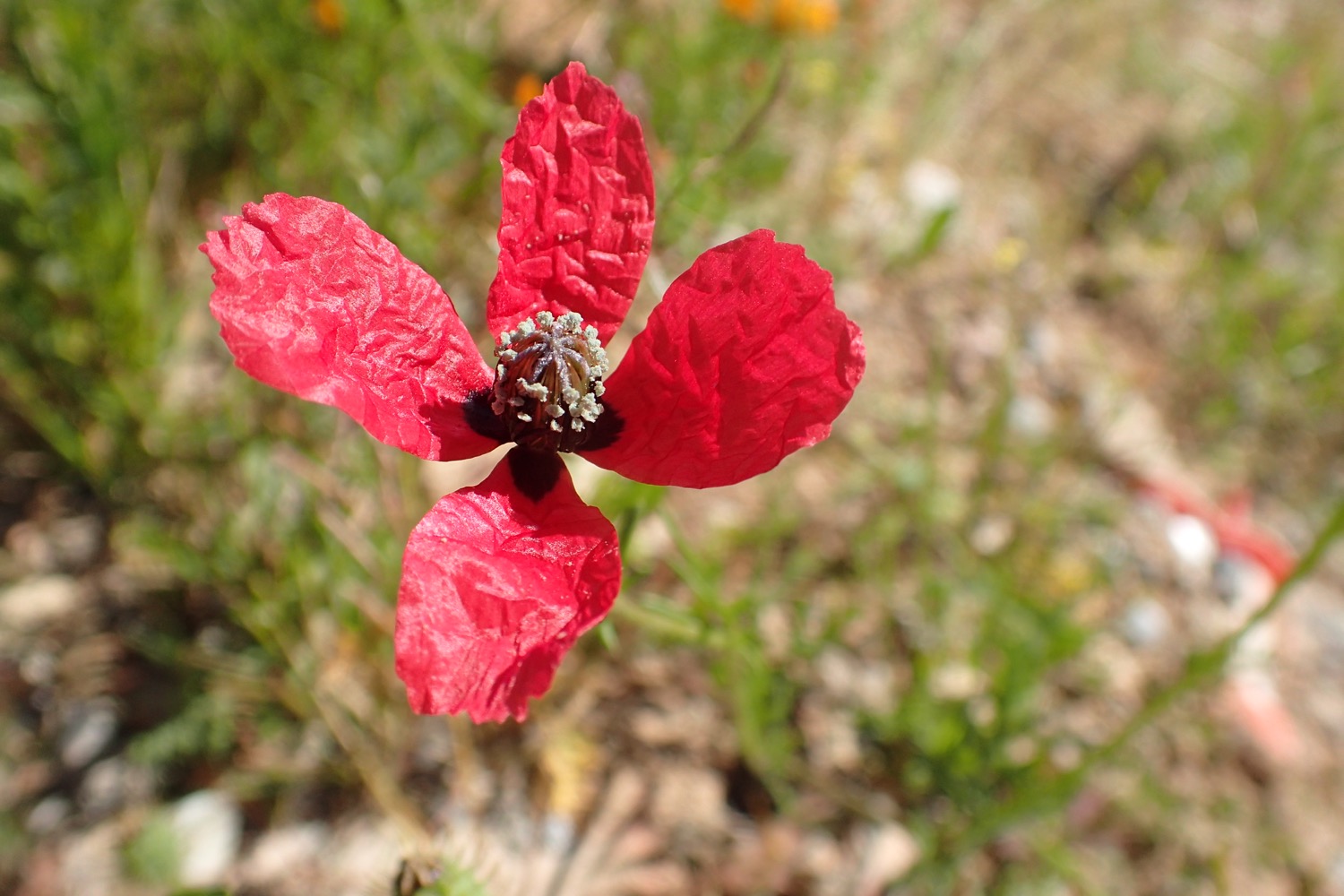 placeholder image-sq