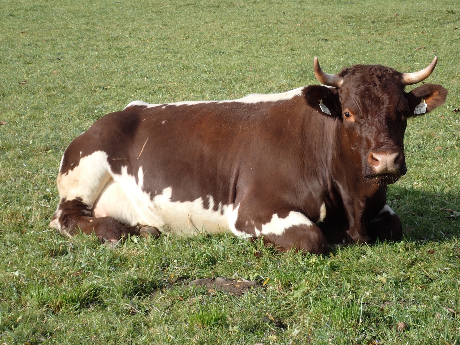 placeholder image-sq