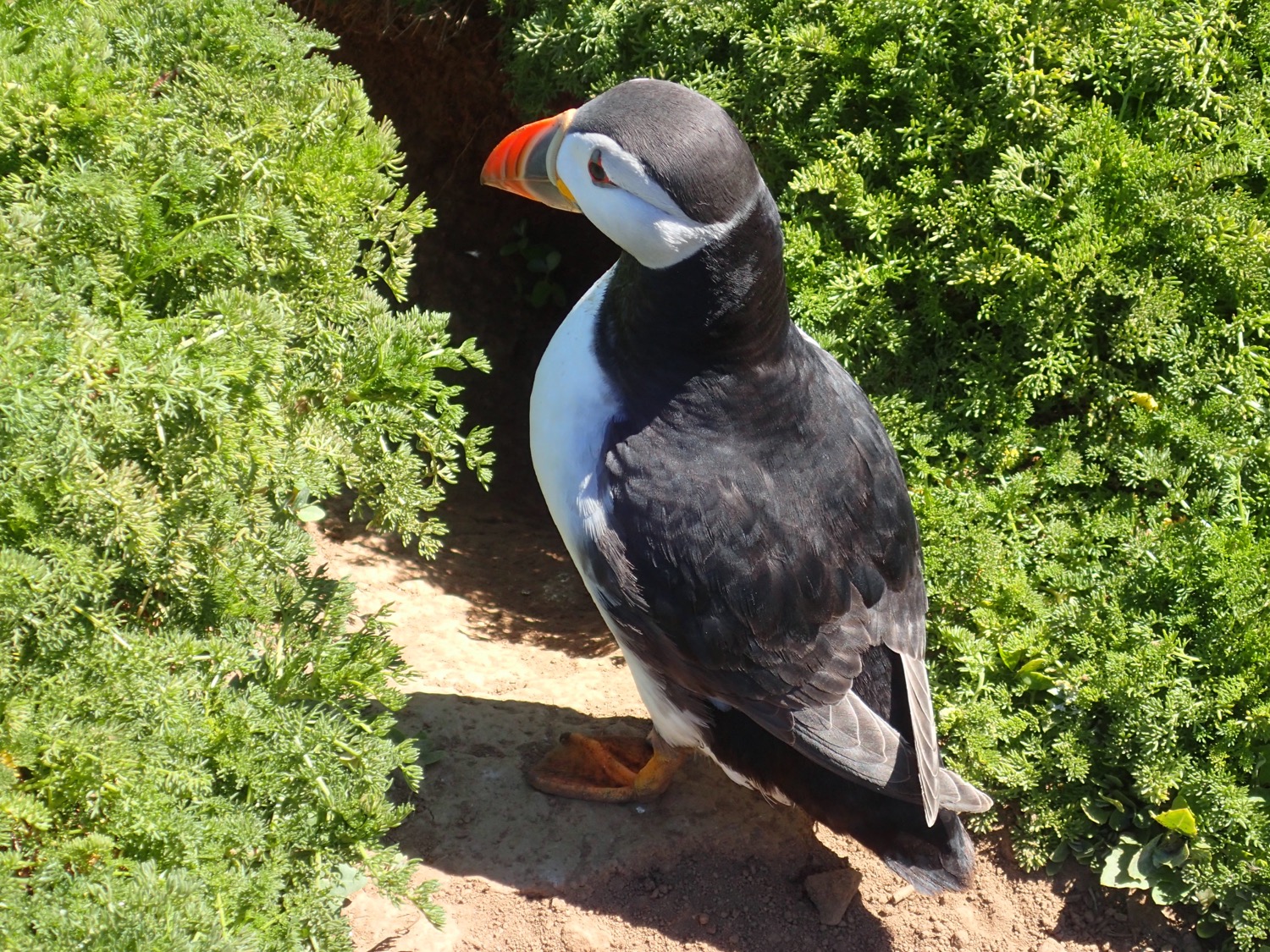 placeholder image-sq