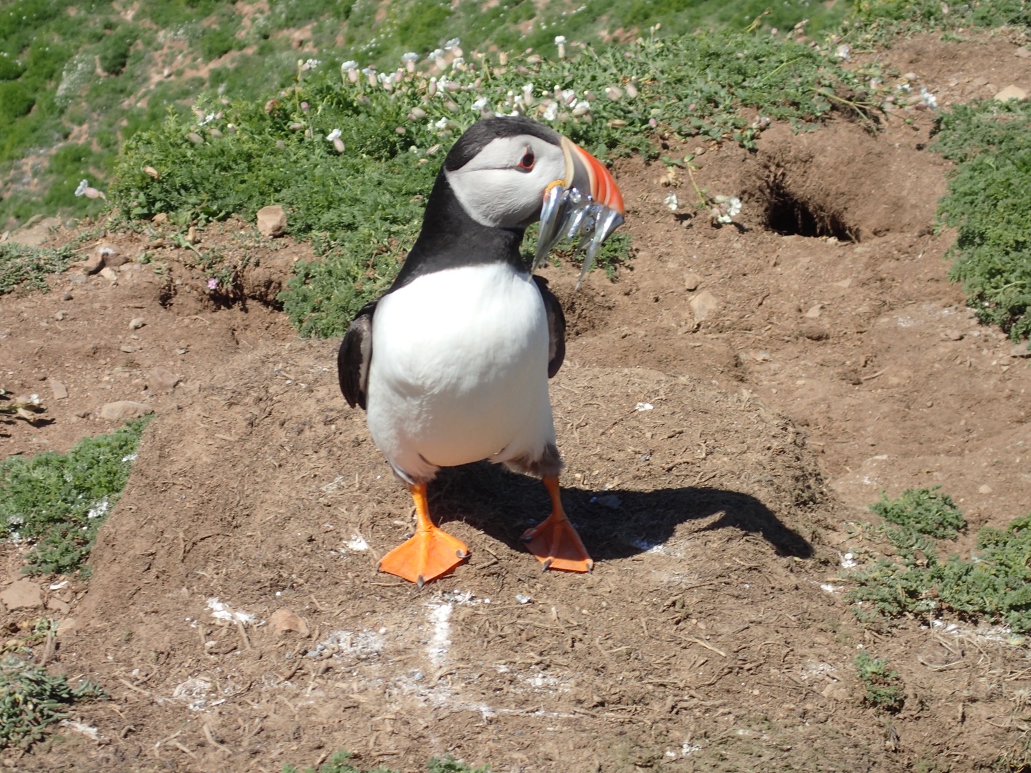 placeholder image-sq