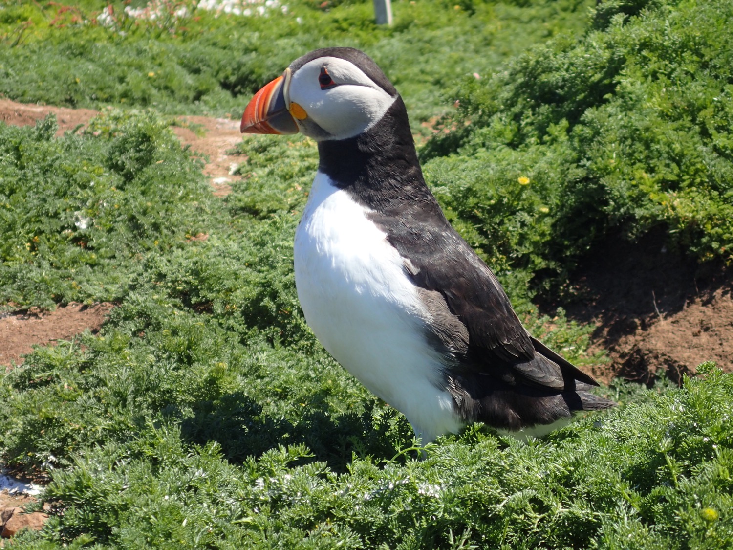 placeholder image-sq