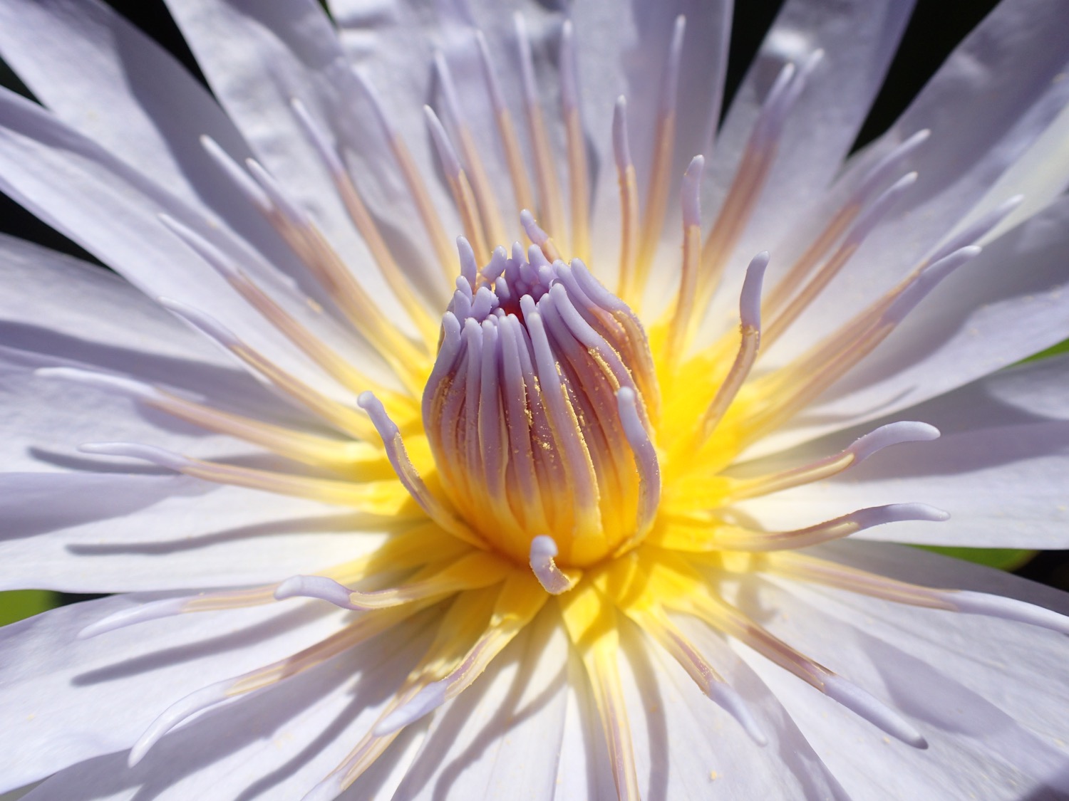 placeholder image-sq