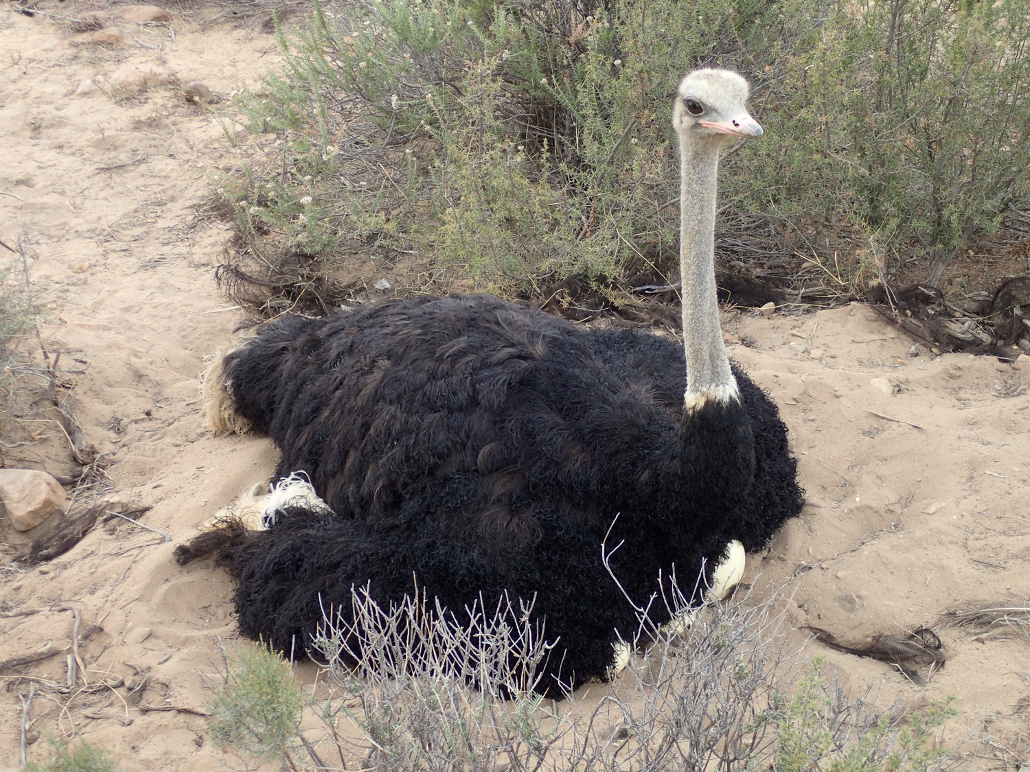 placeholder image-sq