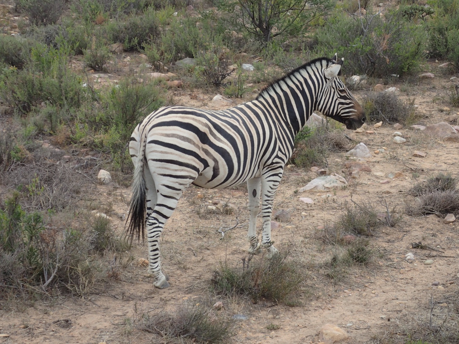 placeholder image-sq