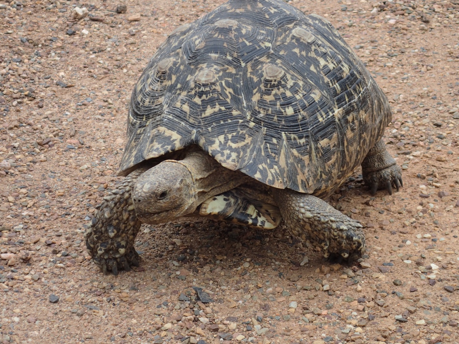 placeholder image-sq