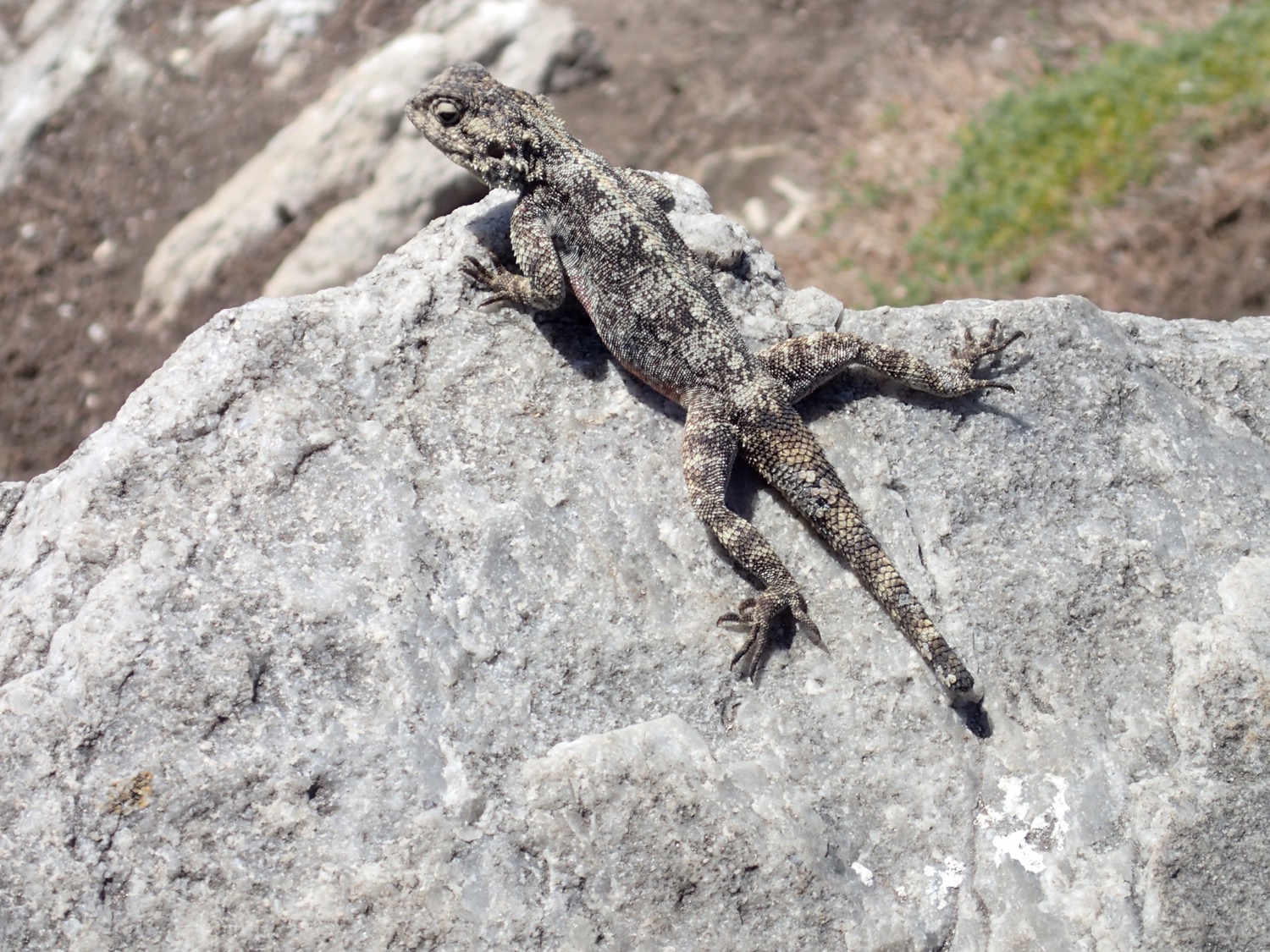 placeholder image-sq