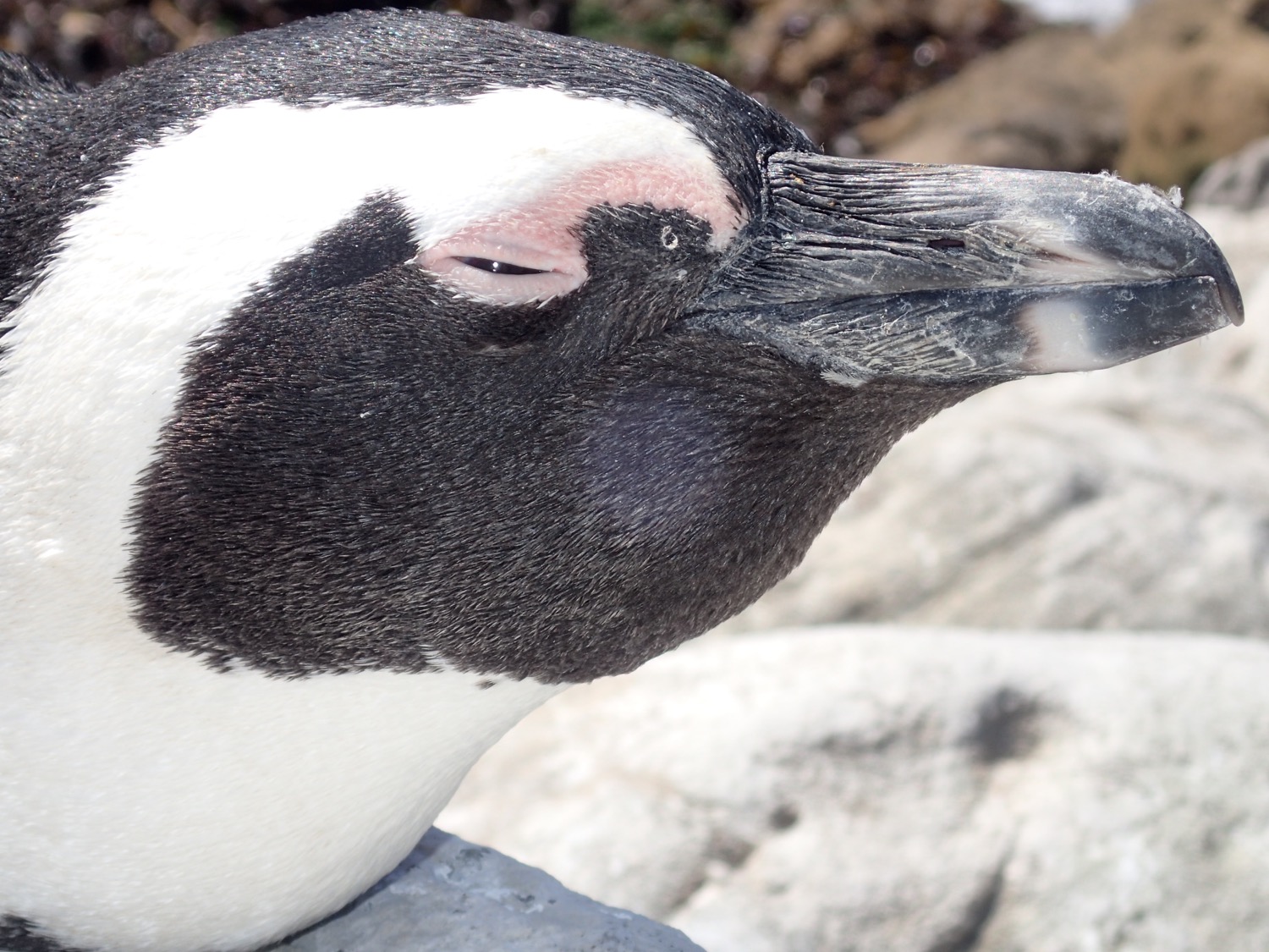 placeholder image-sq