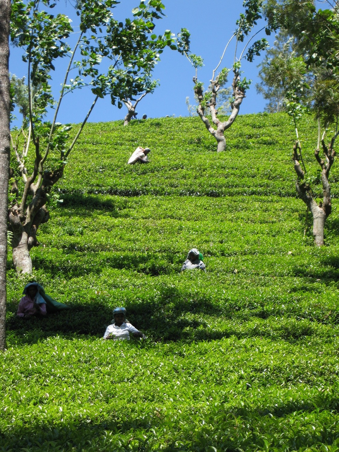 placeholder image-sq