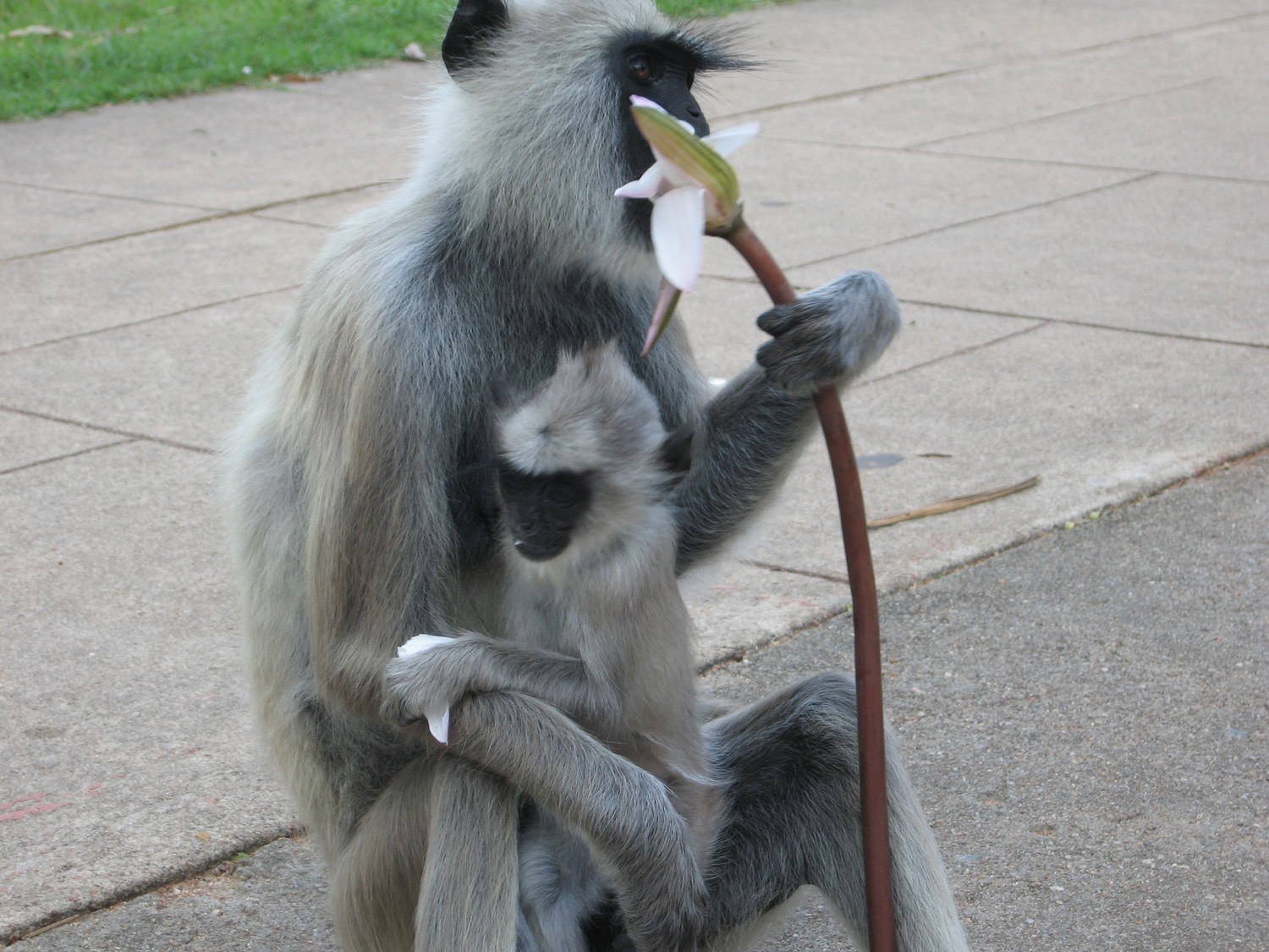 placeholder image-sq