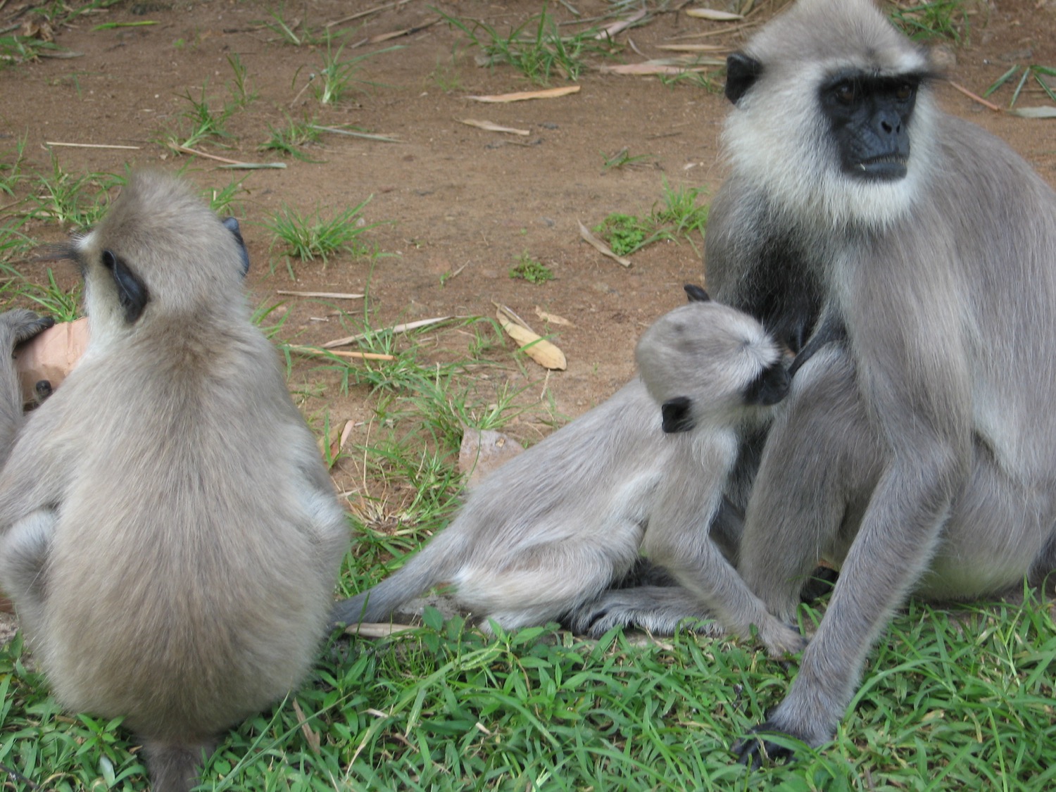 placeholder image-sq