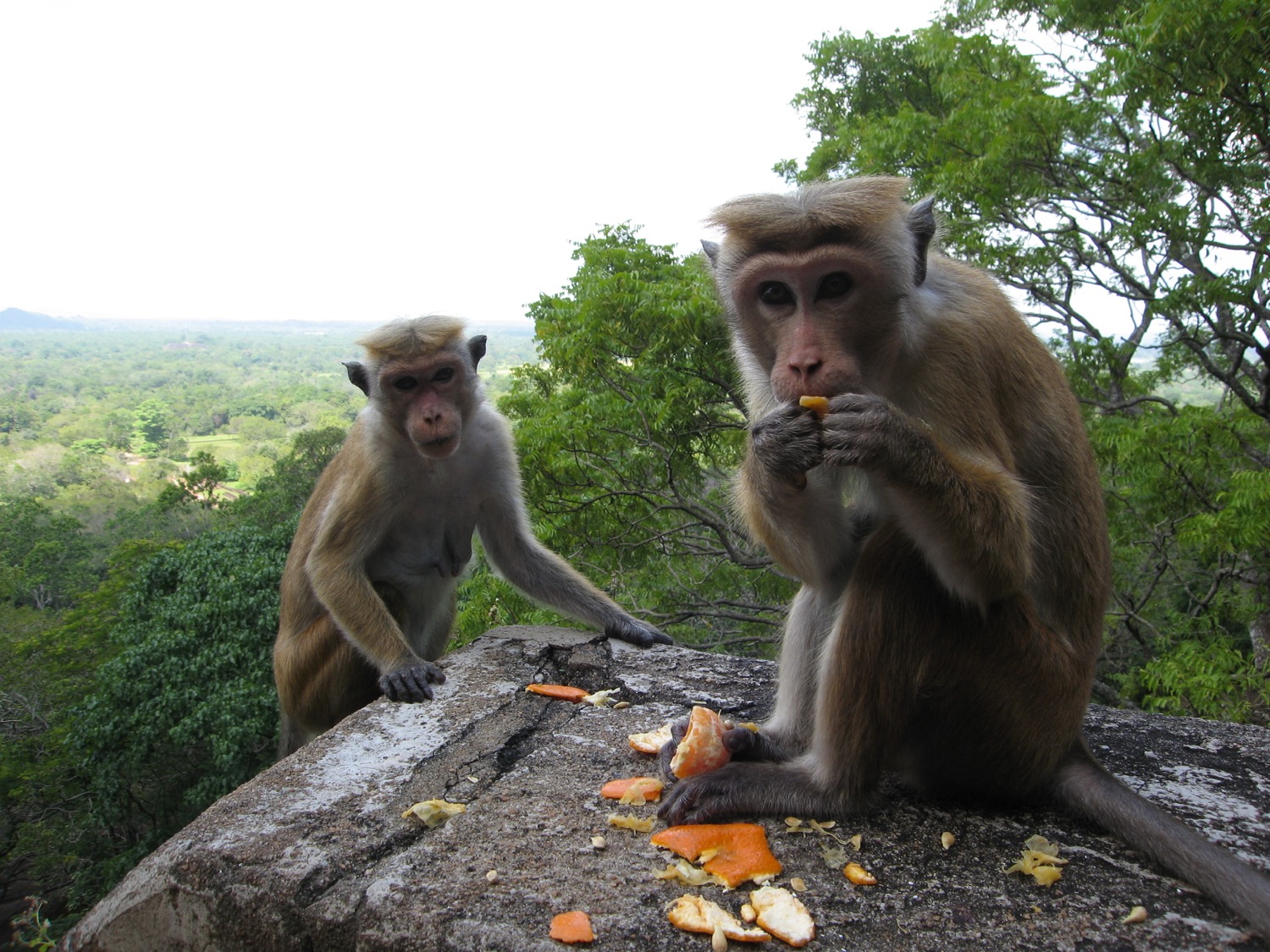 placeholder image-sq