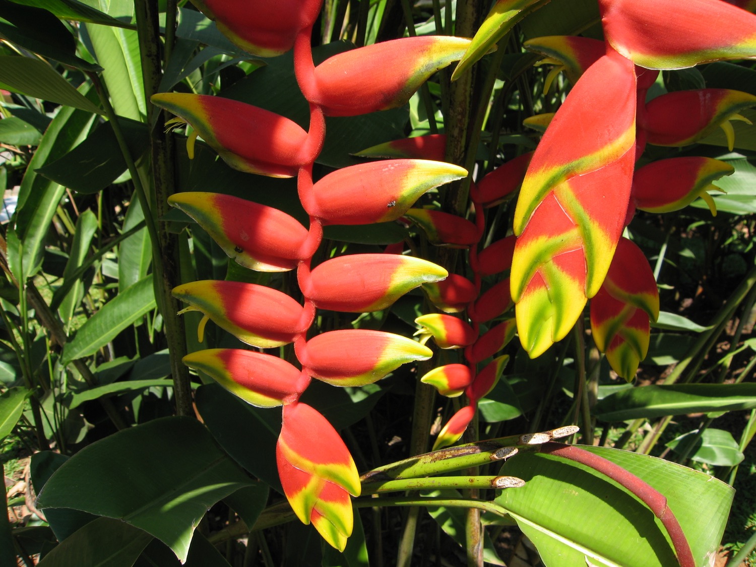 placeholder image-sq