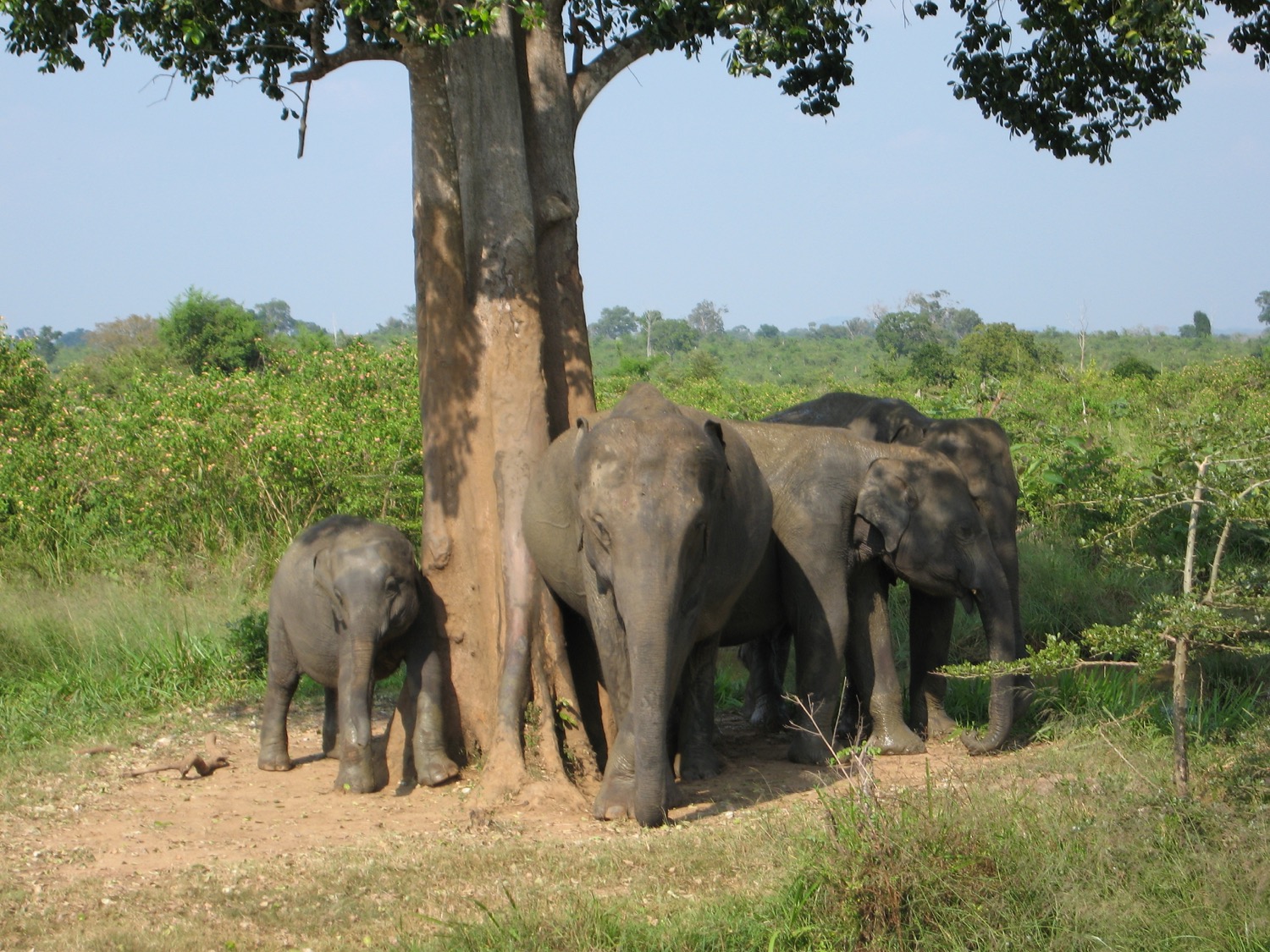 placeholder image-sq