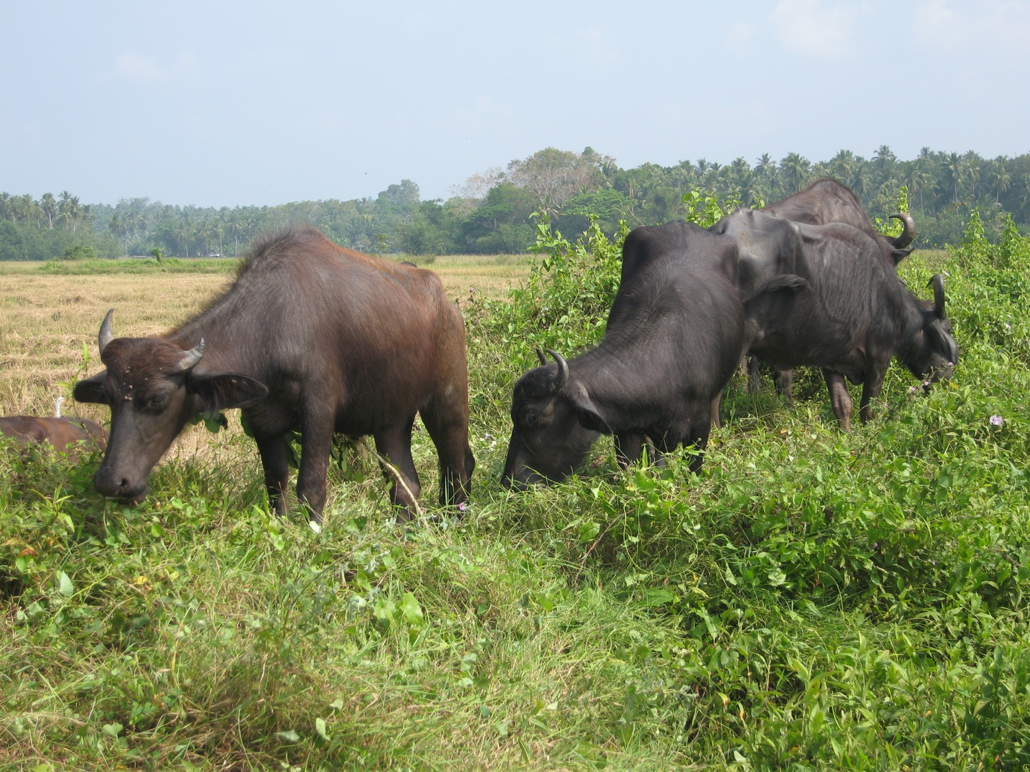 placeholder image-sq