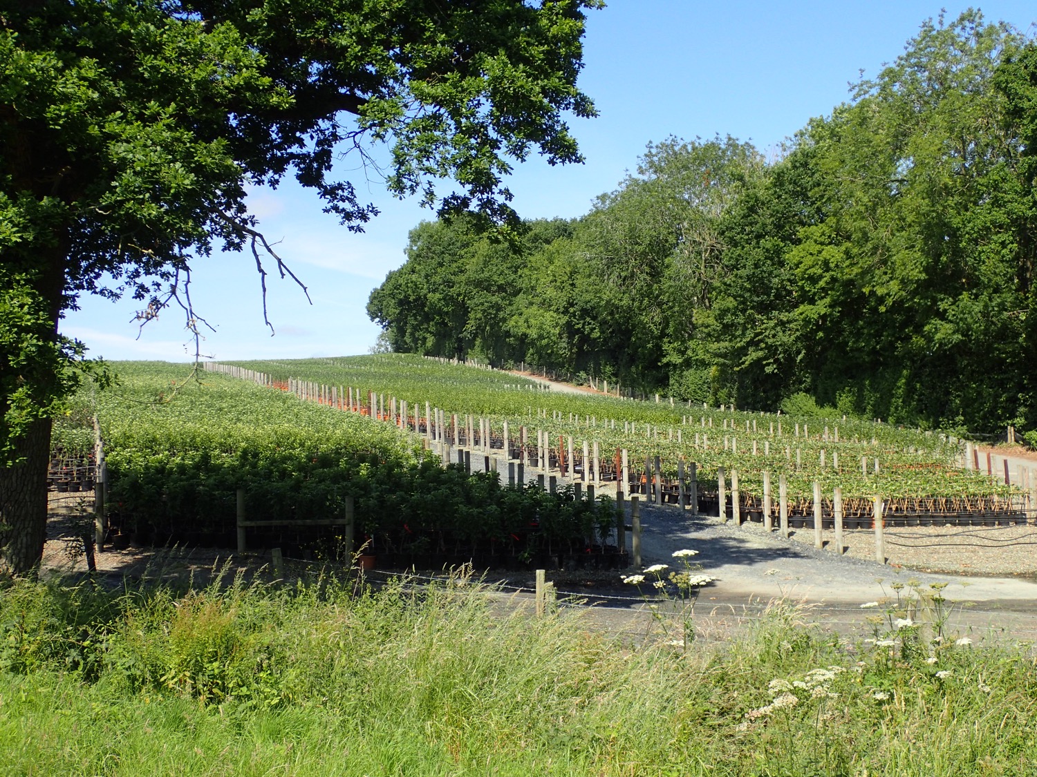 placeholder image-sq