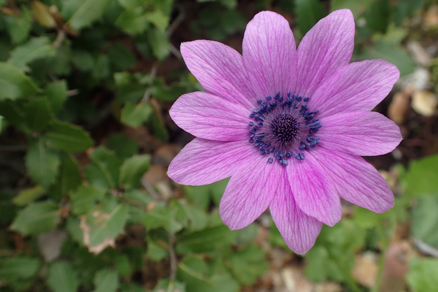 placeholder image-sq