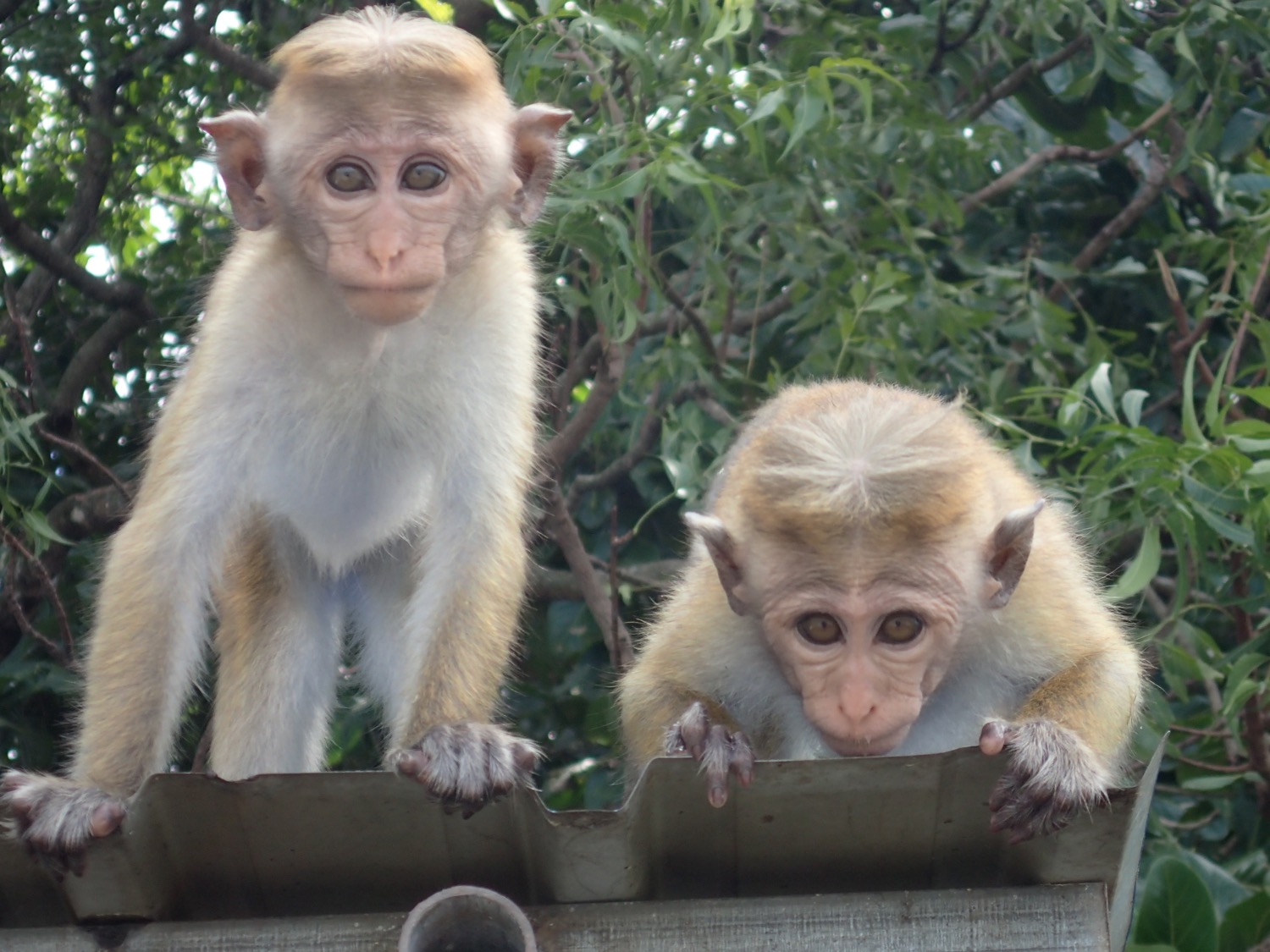 placeholder image-sq