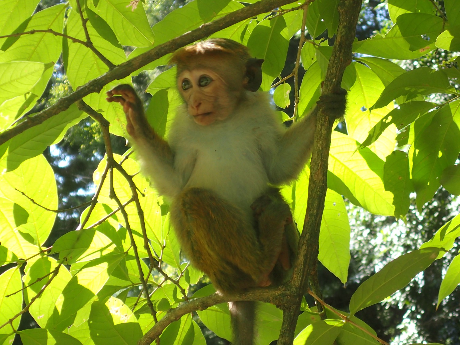 placeholder image-sq