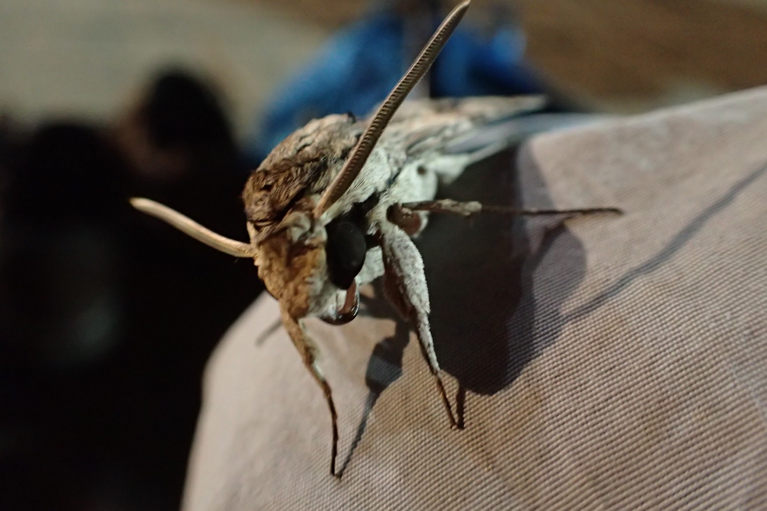 placeholder image-sq