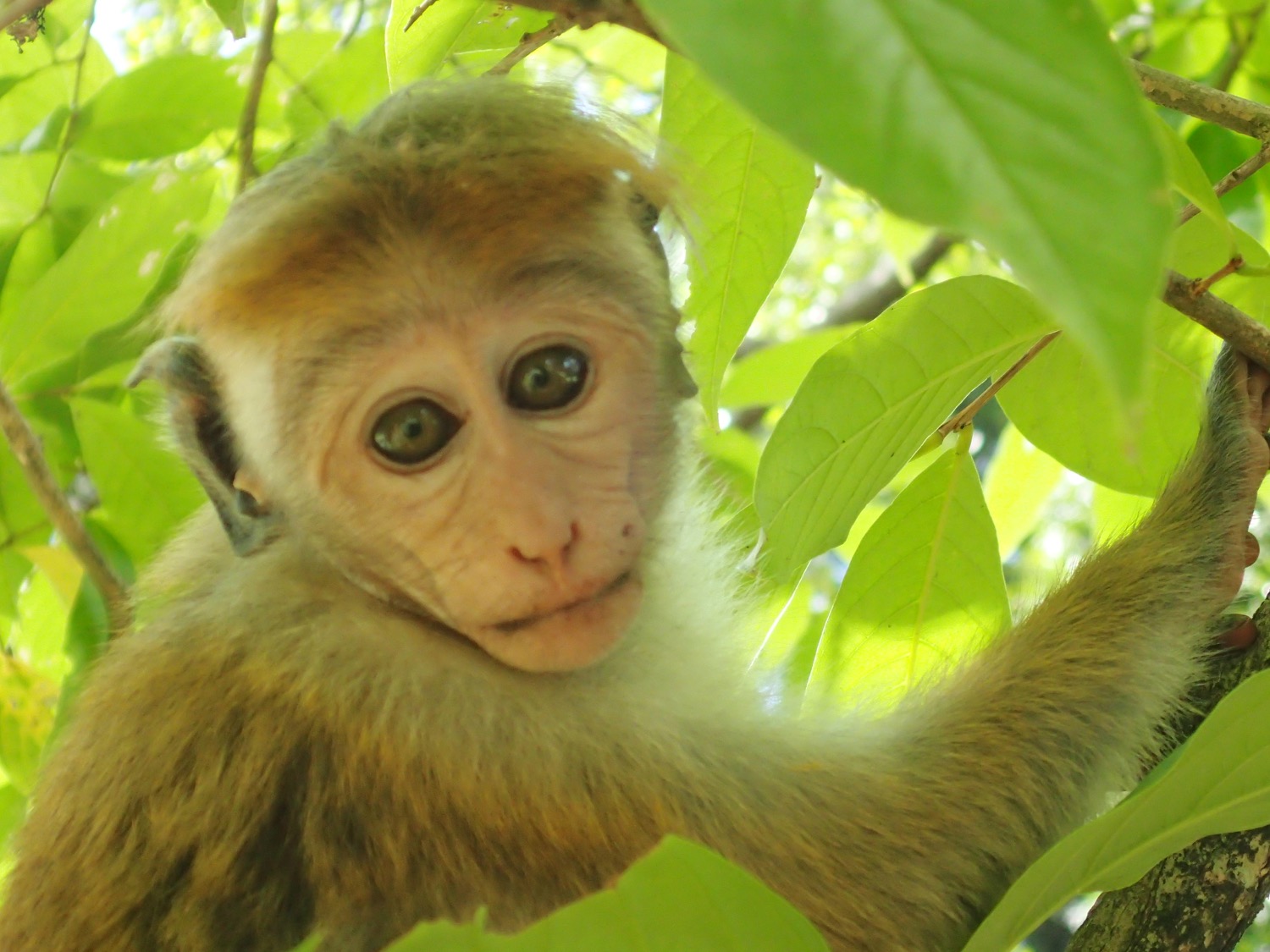 placeholder image-sq