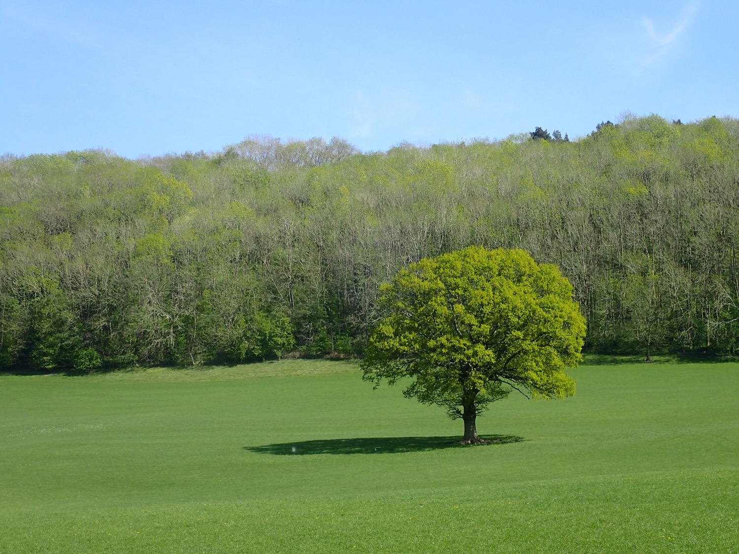 placeholder image-sq