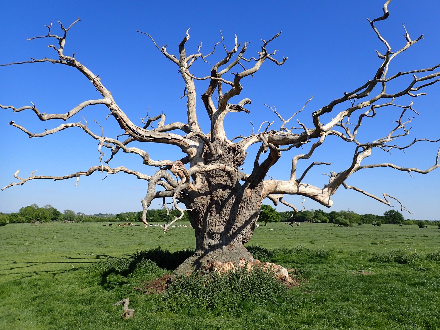 placeholder image-sq